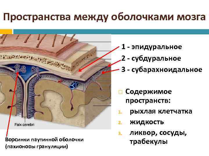 Пространства между оболочками мозга 1 - эпидуральное 2 - субдуральное 3 - субарахноидальное 1.