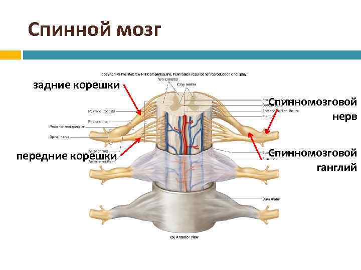 Спинной мозг задние корешки Спинномозговой нерв передние корешки Спинномозговой ганглий 