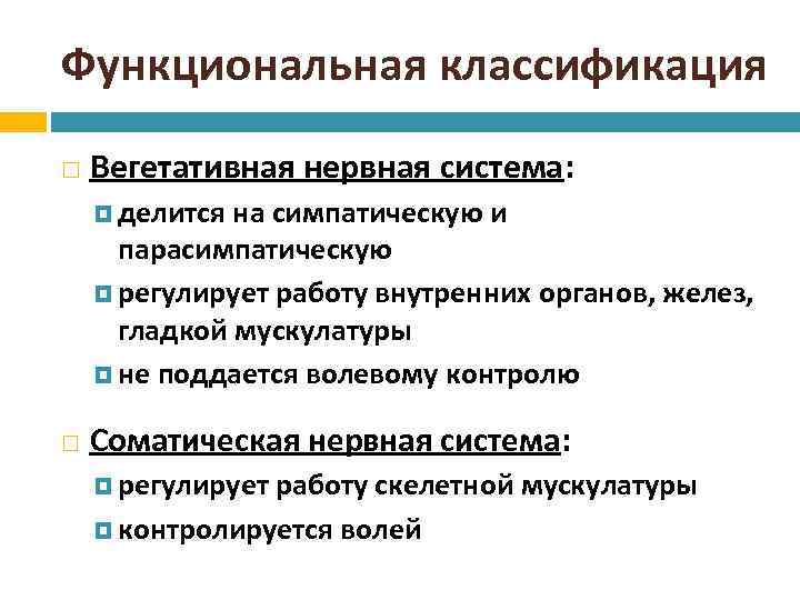 Функциональная классификация Вегетативная нервная система: делится на симпатическую и парасимпатическую регулирует работу внутренних органов,