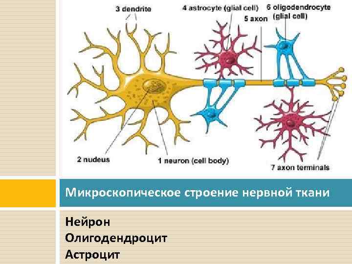 Микроскопическое строение нервной ткани Нейрон Олигодендроцит Астроцит 