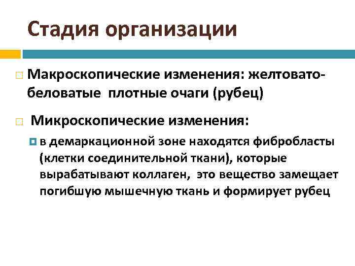 Стадия организации Макроскопические изменения: желтоватобеловатые плотные очаги (рубец) Микроскопические изменения: в демаркационной зоне находятся