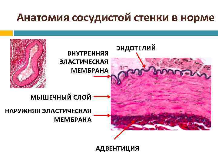 Адвентиция это. Адвентиция гистология. Мышечном слое сосудистой стенки. Внутренняя эластическая мембрана артерии мышечного типа. Артерия эластического типа.