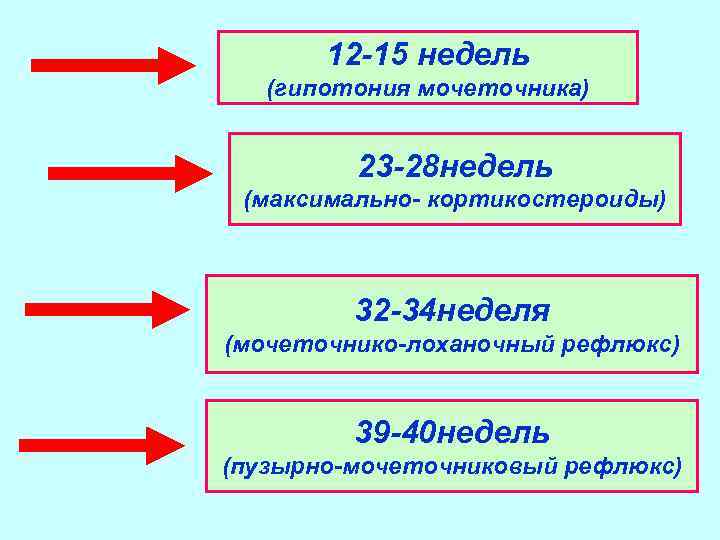 12 15 недель (гипотония мочеточника) 23 28 недель (максимально кортикостероиды) 32 34 неделя (мочеточнико