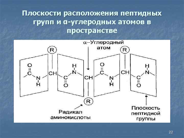 Пептидная группа атомов. Строение пептидной группы. Строение пептидной связи. Пептидная связь рисунок. Резонансные структуры пептидной связи.