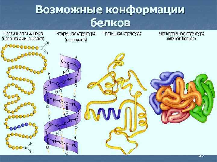 Возможные конформации белков 25 