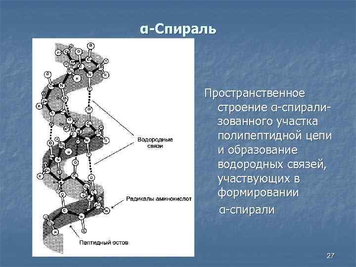 α-Спираль Пространственное строение α-спирализованного участка полипептидной цепи и образование водородных связей, участвующих в формировании