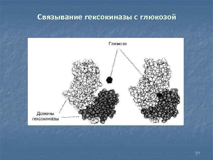 Связывание гексокиназы с глюкозой 51 