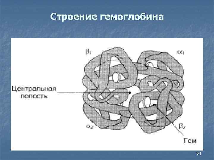 Строение гемоглобина 54 