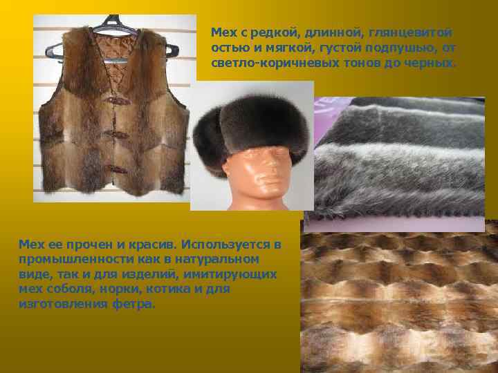 Мех с редкой, длинной, глянцевитой остью и мягкой, густой подпушью, от светло-коричневых тонов до