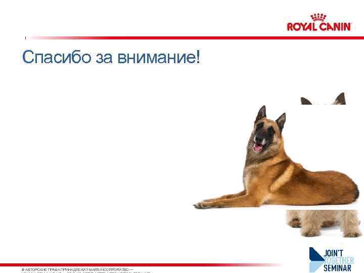 Спасибо за внимание! © АВТОРСКИЕ ПРАВА ПРИНАДЛЕЖАТ MARS INCORPORATED — 