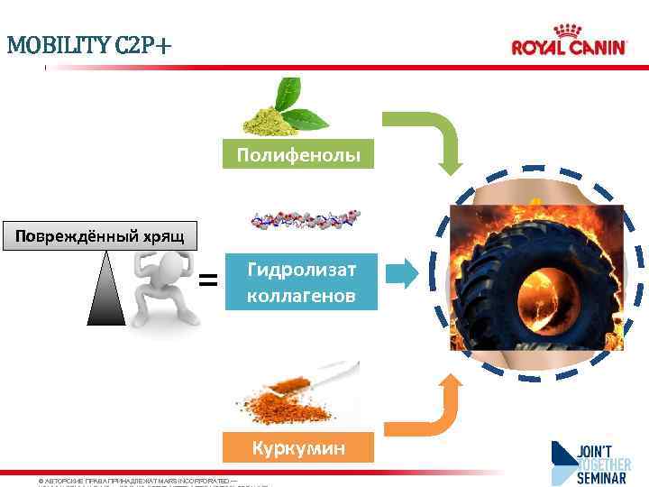 MOBILITY C 2 P+ Полифенолы Повреждённый хрящ = Гидролизат коллагенов Куркумин © АВТОРСКИЕ ПРАВА