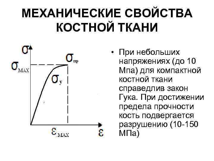 МЕХАНИЧЕСКИЕ СВОЙСТВА КОСТНОЙ ТКАНИ • При небольших напряжениях (до 10 Мпа) для компактной костной