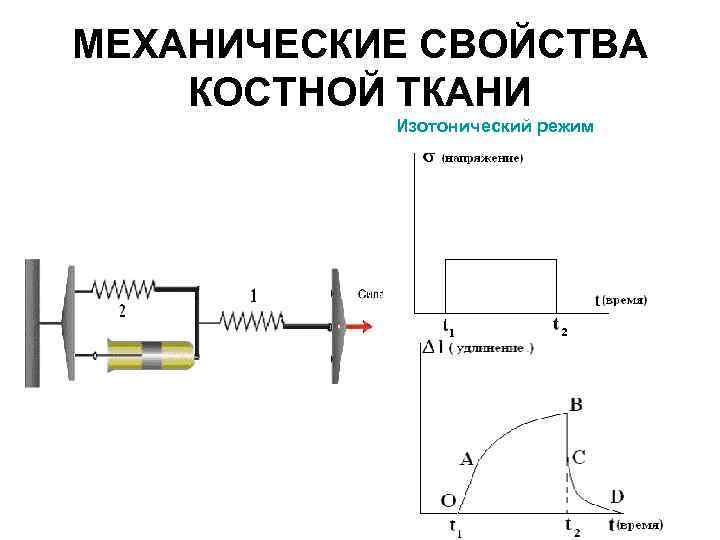 МЕХАНИЧЕСКИЕ СВОЙСТВА КОСТНОЙ ТКАНИ Изотонический режим 