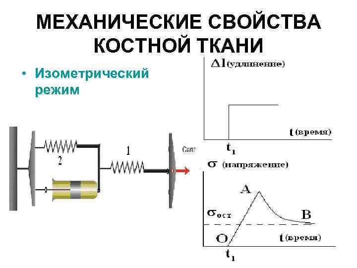 МЕХАНИЧЕСКИЕ СВОЙСТВА КОСТНОЙ ТКАНИ • Изометрический режим 