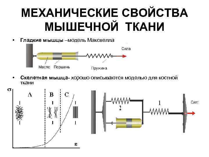 МЕХАНИЧЕСКИЕ СВОЙСТВА МЫШЕЧНОЙ ТКАНИ • Гладкие мышцы –модель Максвелла • Скелетная мышца- хорошо описываются