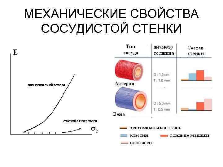 МЕХАНИЧЕСКИЕ СВОЙСТВА СОСУДИСТОЙ СТЕНКИ 