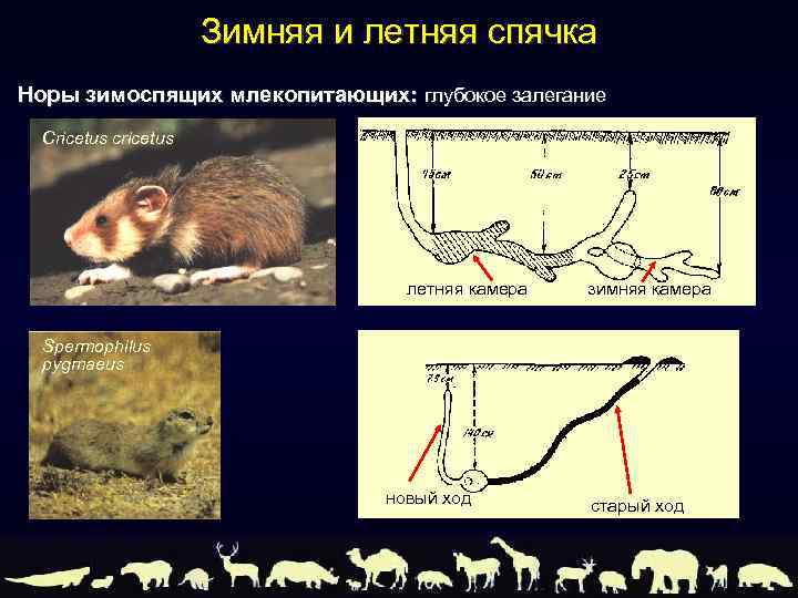 Адаптация млекопитающих к сезонным изменениям в природе презентация