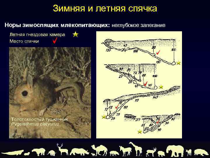 Зимняя и летняя спячка Норы зимоспящих млекопитающих: неглубокое залегание Летняя гнездовая камера Место спячки