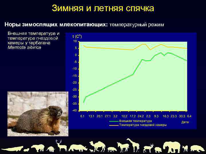 Зимняя и летняя спячка Норы зимоспящих млекопитающих: температурный режим Внешняя температура и температура гнездовой