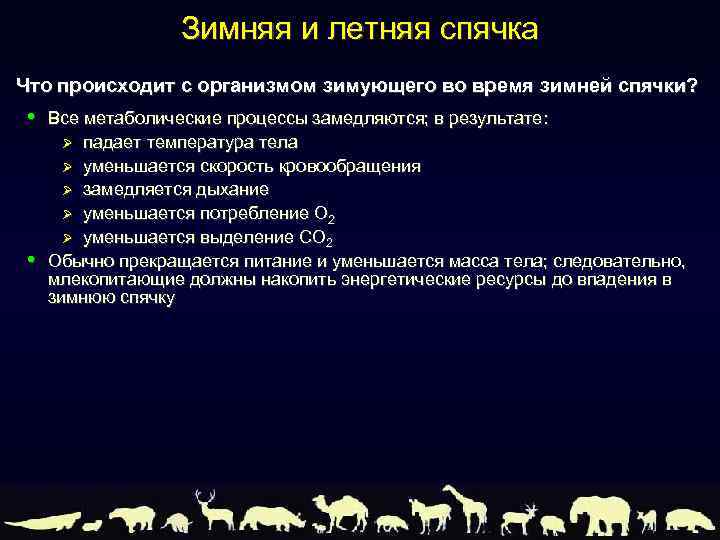 Зимняя и летняя спячка Что происходит с организмом зимующего во время зимней спячки? •