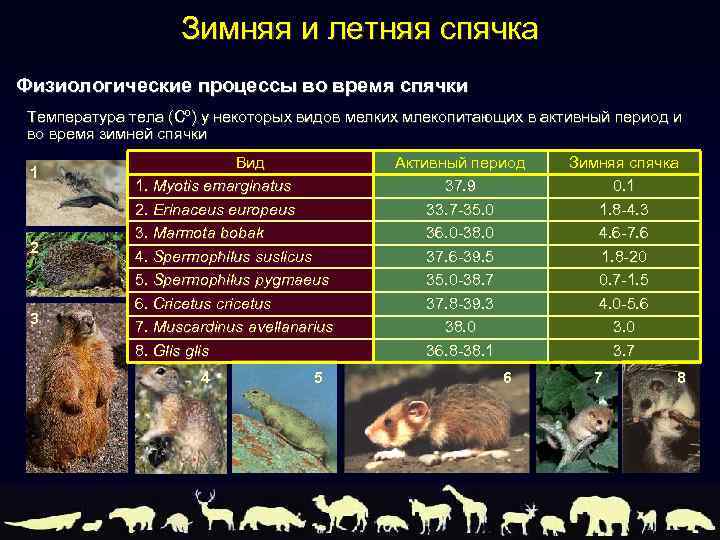 Зимняя и летняя спячка Физиологические процессы во время спячки Температура тела (Cº) у некоторых