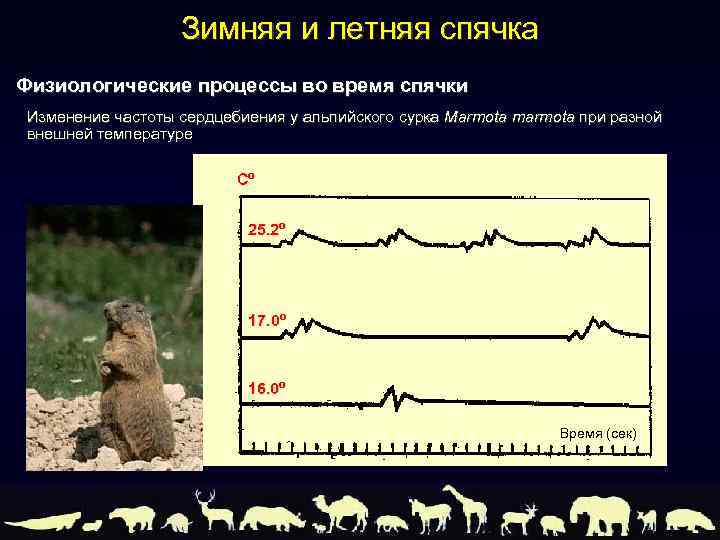 Адаптация млекопитающих к сезонным изменениям в природе презентация