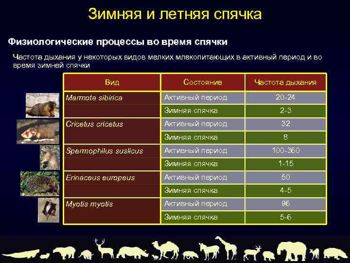 Зимняя и летняя спячка Физиологические процессы во время спячки Частота дыхания у некоторых видов