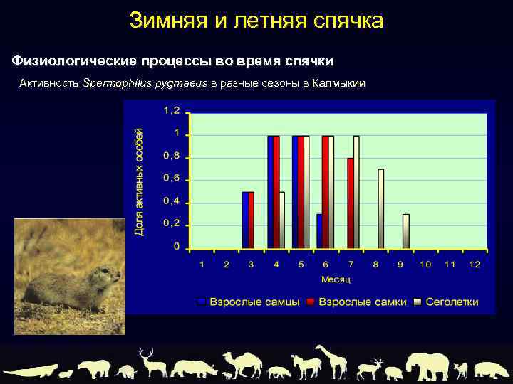 Зимняя и летняя спячка Физиологические процессы во время спячки Активность Spermophilus pygmaeus в разные