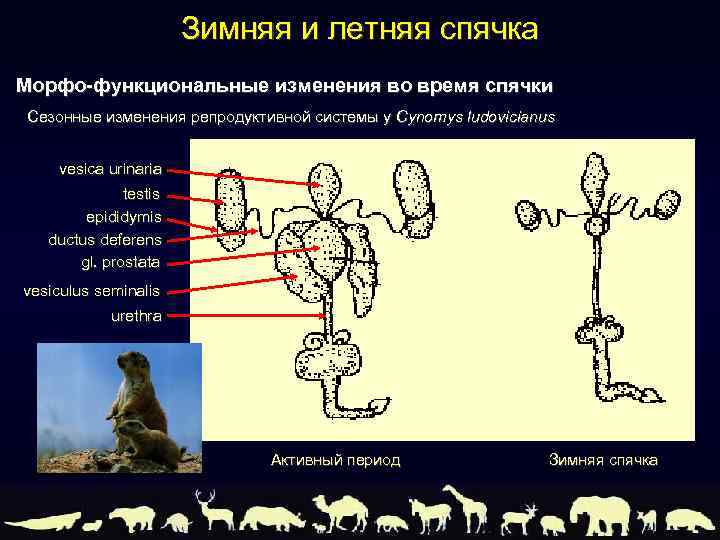 Адаптация млекопитающих к сезонным изменениям в природе презентация