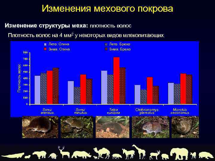 Изменения мехового покрова Изменение структуры меха: плотность волос Плотность волос на 4 мм 2