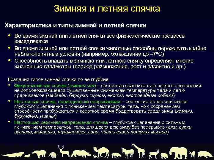 Зимняя и летняя спячка Характеристика и типы зимней и летней спячки • • •