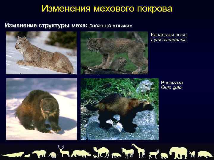 Изменения мехового покрова Изменение структуры меха: снежные «лыжи» Канадская рысь Lynx canadensis Росомаха Gulo