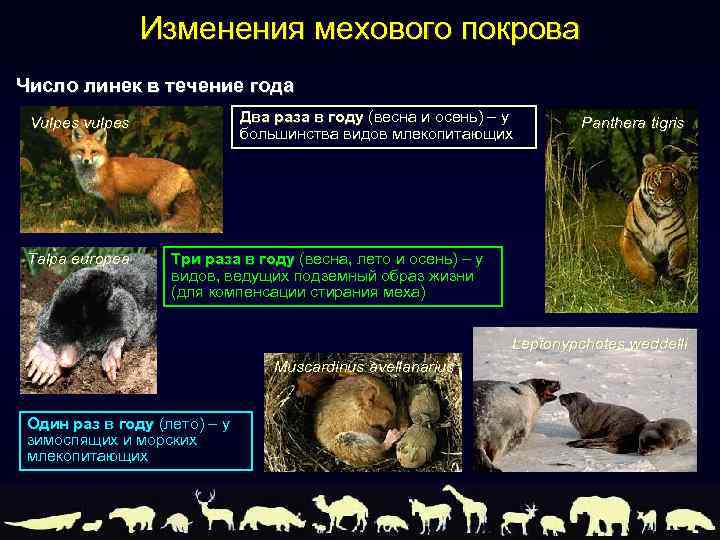 Изменения мехового покрова Число линек в течение года Два раза в году (весна и