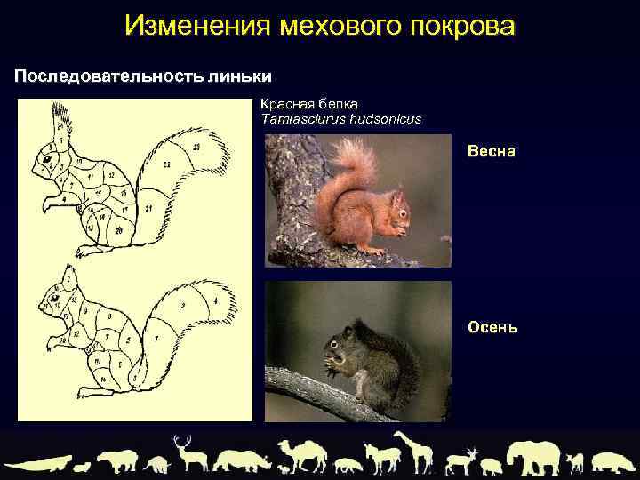 Адаптация млекопитающих к сезонным изменениям в природе проект