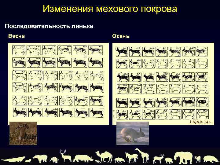 Изменения мехового покрова Последовательность линьки Весна Осень Lepus sp. 