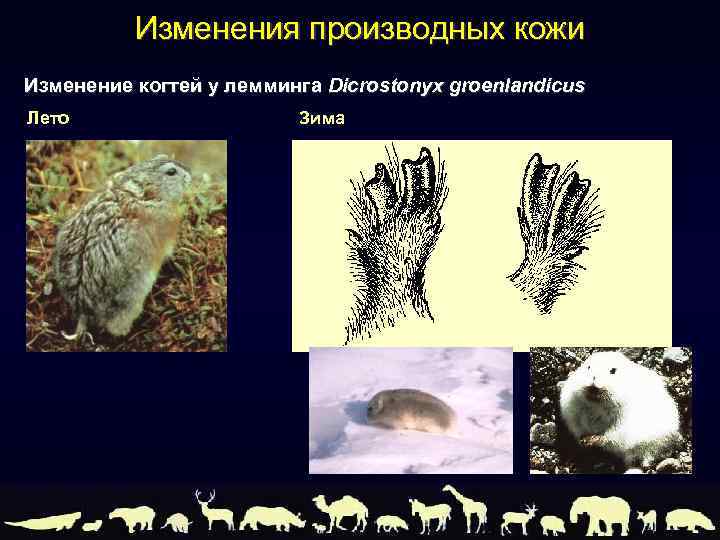 Изменения производных кожи Изменение когтей у лемминга Dicrostonyx groenlandicus Лето Зима 