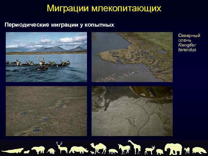 Миграции млекопитающих Периодические миграции у копытных Северный олень Rangifer tarandus 