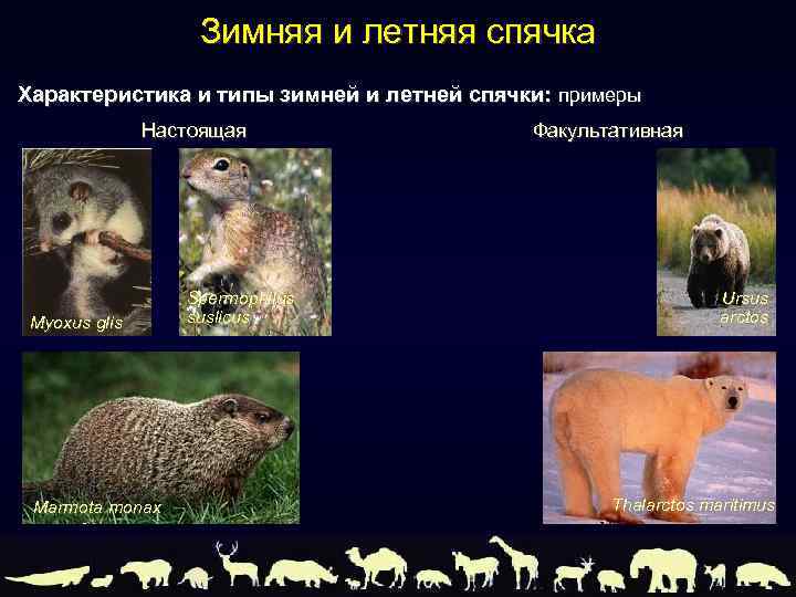 Зимняя и летняя спячка Характеристика и типы зимней и летней спячки: примеры Настоящая Myoxus
