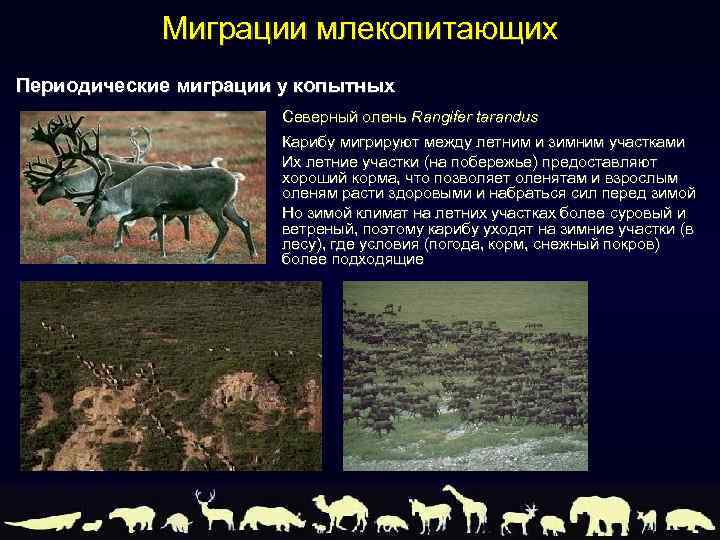 Миграция северных оленей