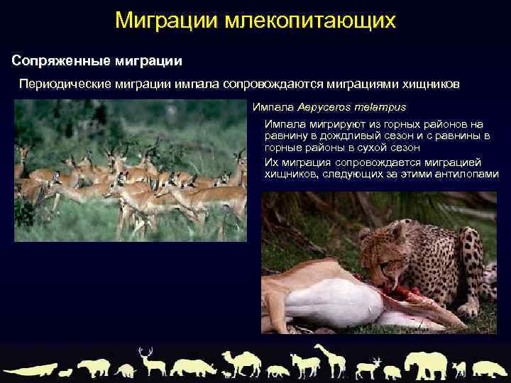 Миграции млекопитающих Сопряженные миграции Периодические миграции импала сопровождаются миграциями хищников Импала Aepyceros melampus Импала