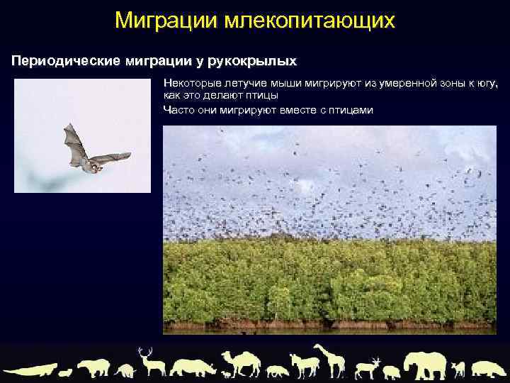Миграции млекопитающих Периодические миграции у рукокрылых Некоторые летучие мыши мигрируют из умеренной зоны к