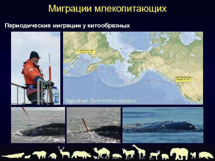 Миграции млекопитающих Периодические миграции у китообразных Серый кит Eschrichtius robustus 