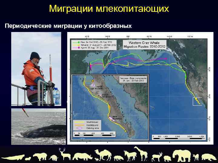 Миграции млекопитающих Периодические миграции у китообразных Серый кит Eschrichtius robustus 