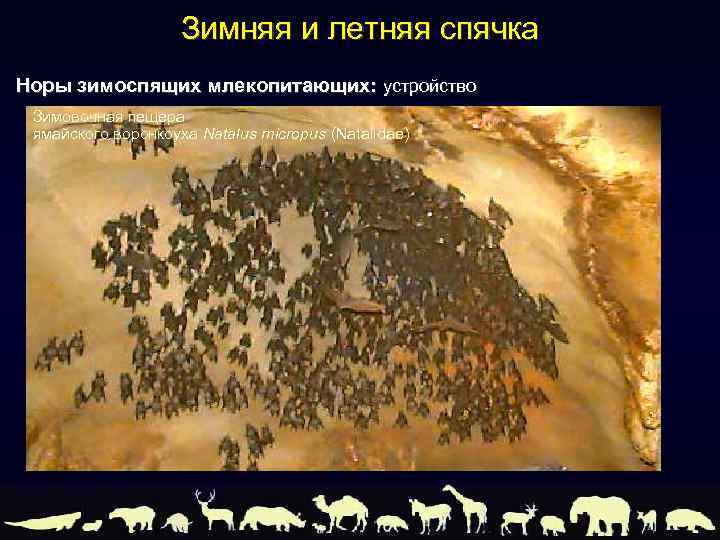Зимняя и летняя спячка Норы зимоспящих млекопитающих: устройство Зимовочная пещера ямайского воронкоуха Natalus micropus