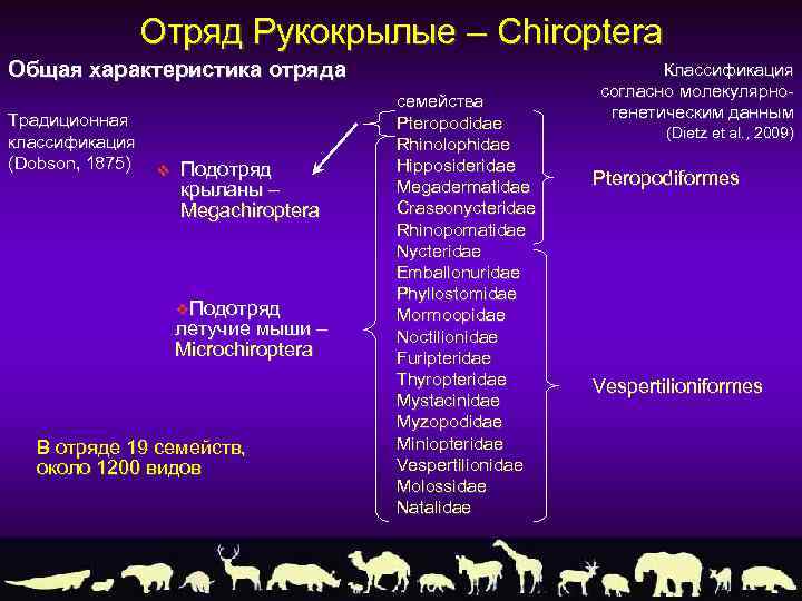 Отряд Рукокрылые – Chiroptera Общая характеристика отряда Традиционная классификация (Dobson, 1875) v Подотряд крыланы