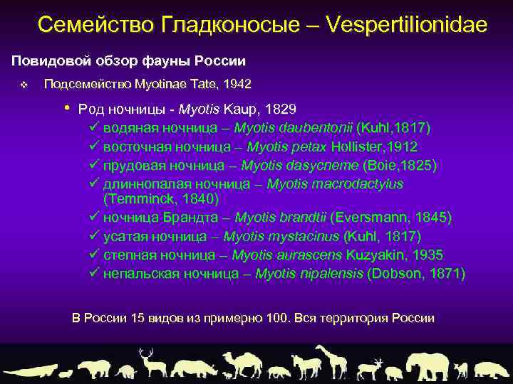 Семейство Гладконосые – Vespertilionidae Повидовой обзор фауны России v Подсемейство Myotinae Tate, 1942 •