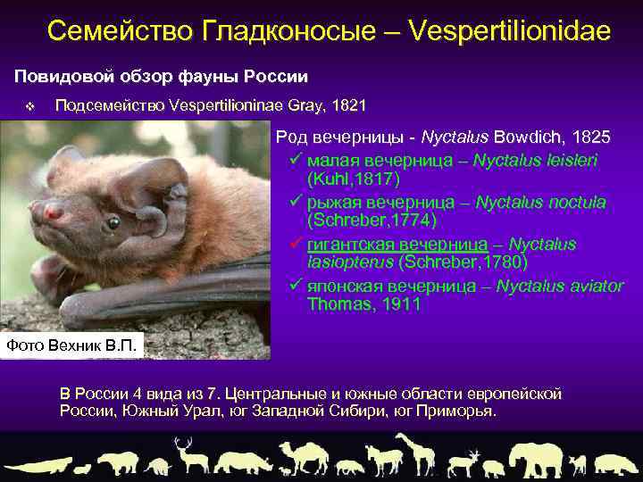 Семейство Гладконосые – Vespertilionidae Повидовой обзор фауны России v Подсемейство Vespertilioninae Gray, 1821 •