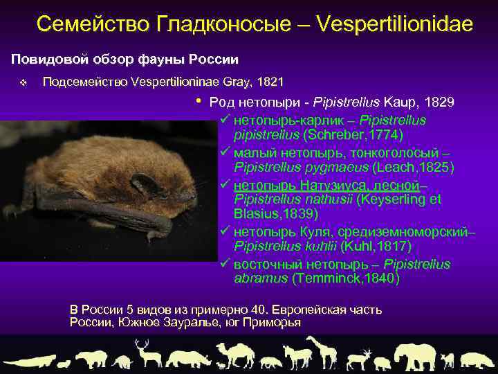 Семейство Гладконосые – Vespertilionidae Повидовой обзор фауны России v Подсемейство Vespertilioninae Gray, 1821 •