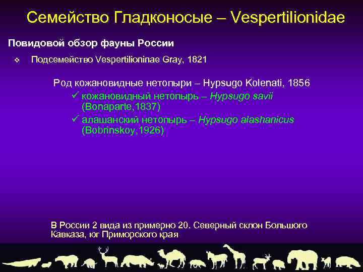 Семейство Гладконосые – Vespertilionidae Повидовой обзор фауны России v Подсемейство Vespertilioninae Gray, 1821 Род