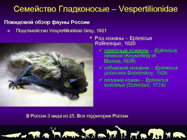 Семейство Гладконосые – Vespertilionidae Повидовой обзор фауны России v Подсемейство Vespertilioninae Gray, 1821 •